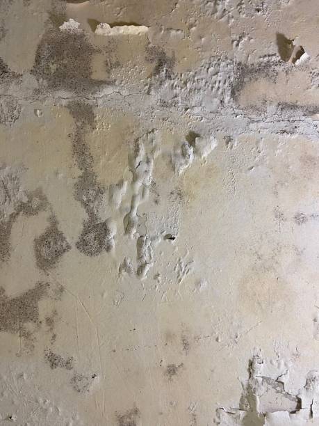Best Mold Remediation for Specific Building Types in Manning, SC